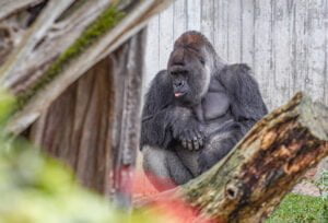 Affenstarke Unterstützung 2 Spendenu╠ebergabe Zoo Heidelberg 5299 kl