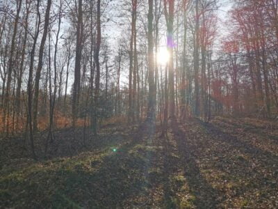 Waldveranstaltungen im Mai: Kreisforstamt lädt zur Teilnahme ein