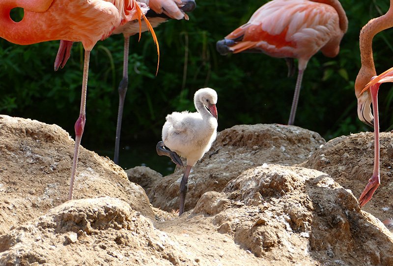 Flamingo Kueken2
