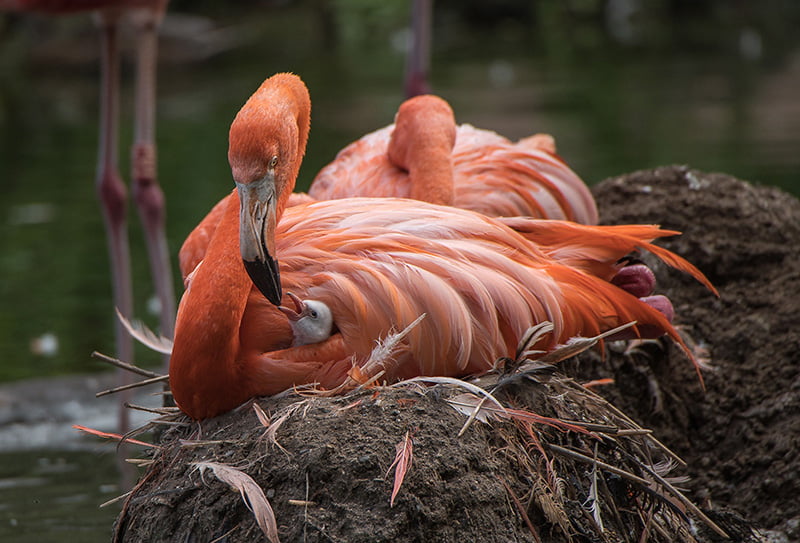 Flamingo auf dem Nest3