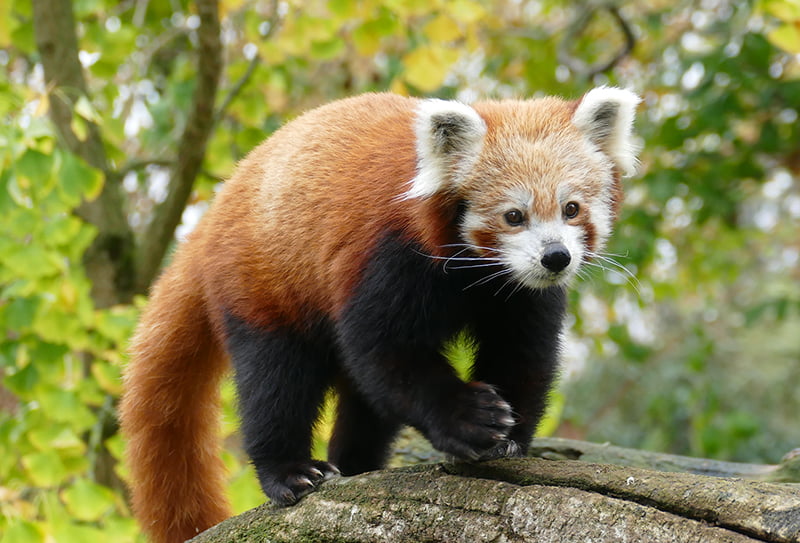Klein, rot, bedroht: Was zum Rückgang des roten Panda geführt hat - Jack  News