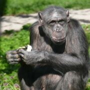 Schimpansin Heidi kl e1695655922161
