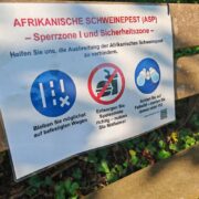 Rhein-Neckar-Kreis zahlt für tote Wildschweine: Jäger-Prämie soll Seuche stoppen